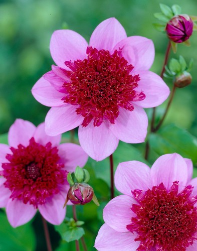 Dahlia blue bayou - dahlia,