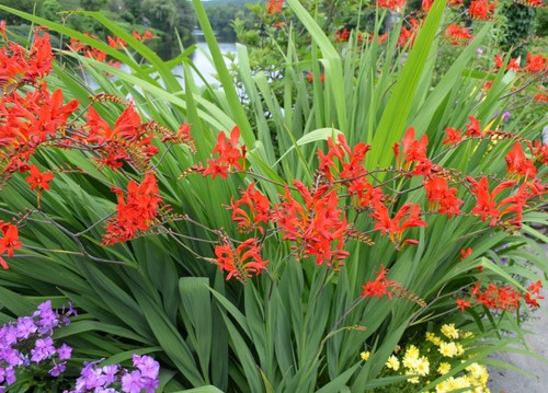 10x crocosmia red king summer - red,