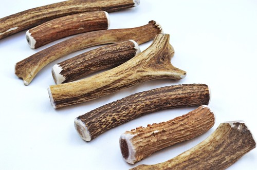 Scottish stag horn - stag, antler