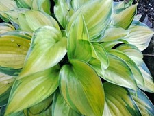 Hosta Tiki Bar  ( Pot Grown