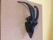 Black Plastic Goat Skull