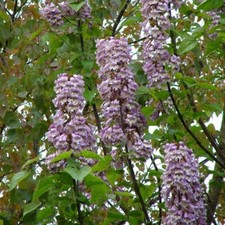 PAULOWNIA TOMENTOSA - 30 x seeds -Empress/Princess Tree UK - rare floral
