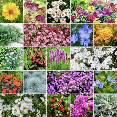 500 perennial wildflower - perennial, mix