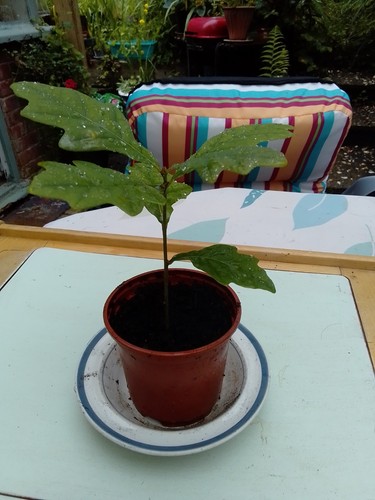 Oak tree sapling - +, 1
