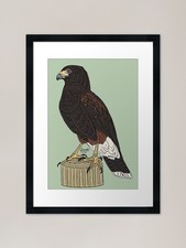 Harris' Hawk Framed Art Print