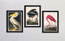 Set of 3 Vintage Bird Art
