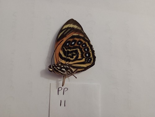 Prepona excelsior - (agrias),