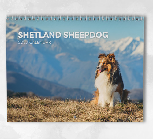 Shetland sheepdog calendar - shetland,