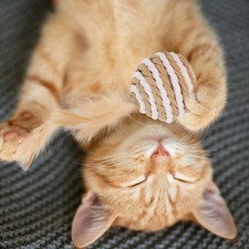 6Pcs Interesting Cat Toys Cat Toys Funny Cat Kicking Toys Household Cat Toy