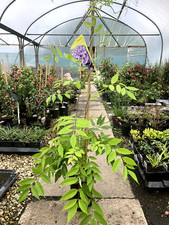 Wisteria Plant Climber