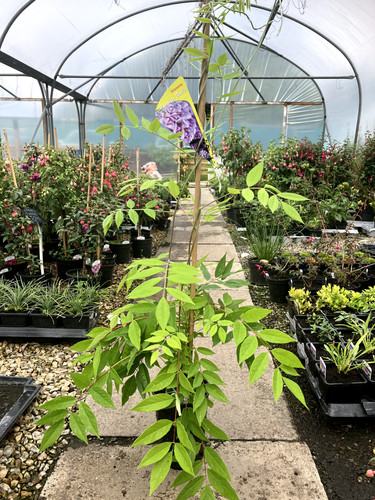 Wisteria plant climber - plant,