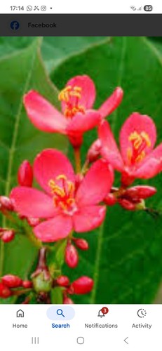 Jatropha flower plant large - plant,,