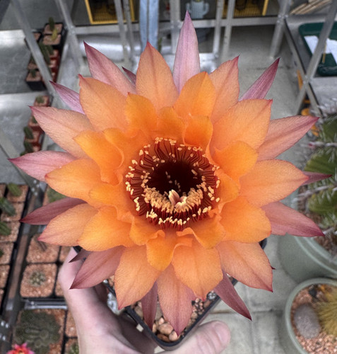 Last one large flowered - last,