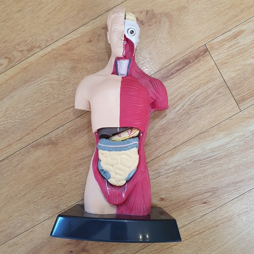 Anatomical figure model human - anatomical,