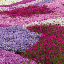 Creeping phlox collection - creeping,
