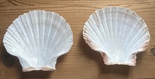 2 x Shell Soap Dish / Wedding