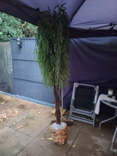 Coffee table +TV stand + Tree
