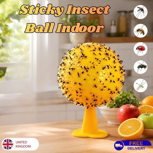 Fruit fly balls - fly, trap