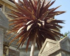 CORDYLINE AUSTRALIS PURPUREA PURPLE CABBAGE TREE 9 CM PLANT GARDEN TREE