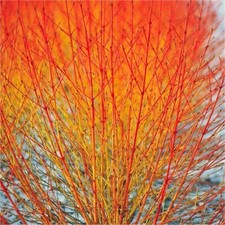 Cornus Sanguinea Anny's Winter