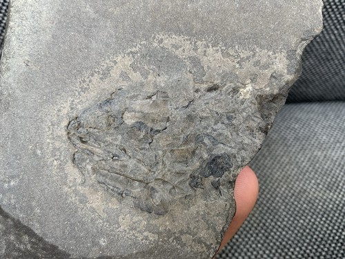 Rare fossil fish remains - rare,
