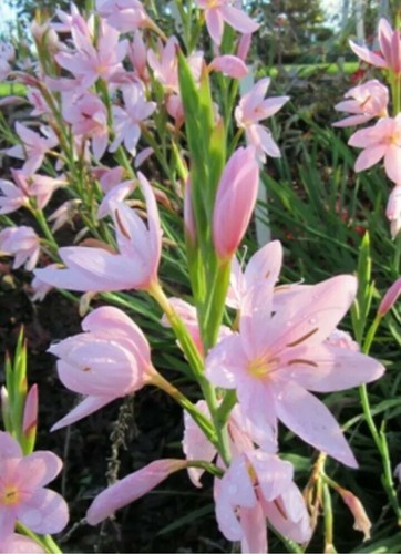 Schizostylis coccinea mrs - coccinea, "mrs