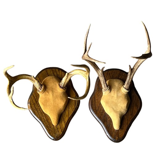 Mounted deer antlers - mounted,