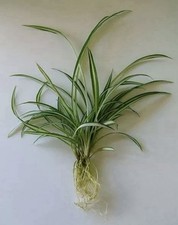 🌱 1 GREEN & WHITE SPIDER PLANT - BareRoot • Mixed Sizes (5cm - 15cm) 🌱