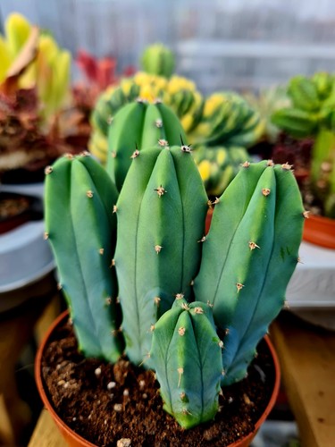 Myrtillocactus geometrizans - myrtillocactus,