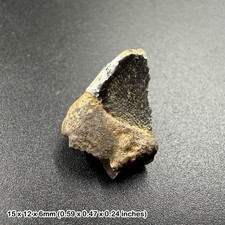 Triceratops dinosaur fossilised tooth fossil genuine specimen