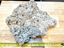 Live Marine Rock - Large Plating Piece