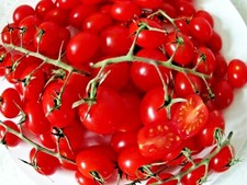  TOMATO PICCOLO - VERY SWEET