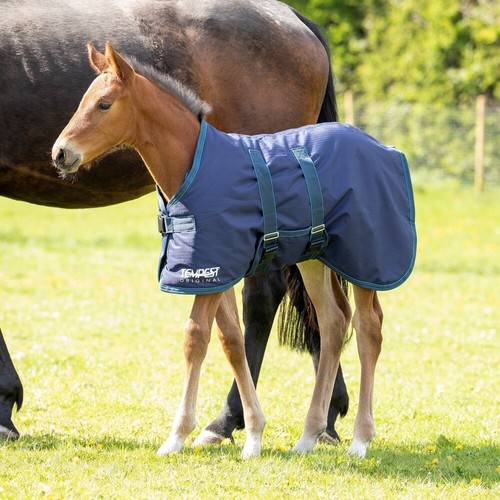 Tempest original 200 foal - tempest,