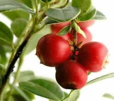 British Columbia Cranberry Plant -30 SEEDS- High-Yielding Cranberries
