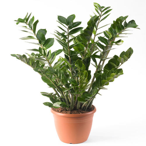 Zamioculca zamiifolia - zamioculca,