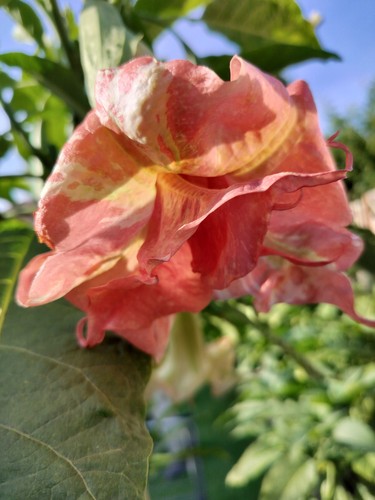 Brugmansia horus rooted - horus,