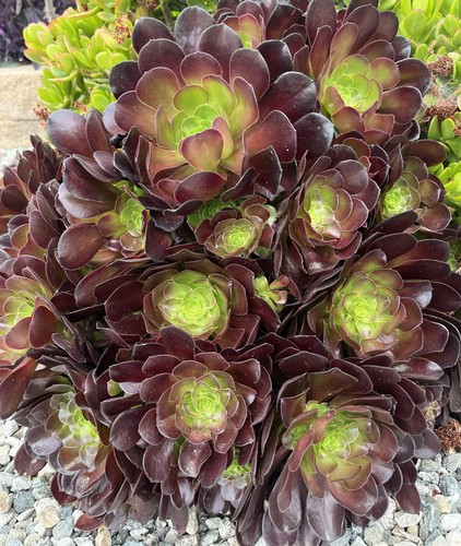 Cuttings black rose - black, aeonium
