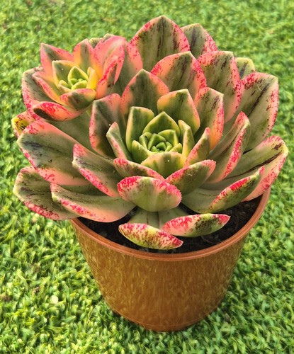 Aeonium sweet tea - aeonium, tea'