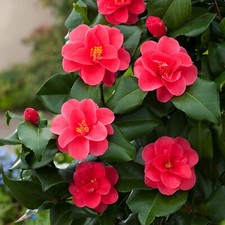 Camellia Plant Mary Williams in 9cm Pot - Rose Pink Garden Flowering Shrub