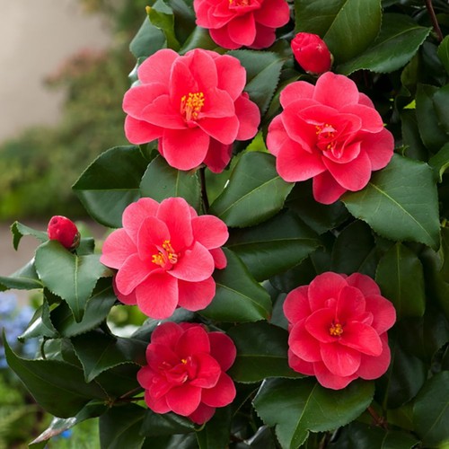 Camellia plant mary - camellia,