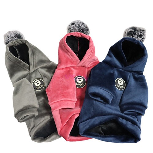 Small dog warm winter - small,