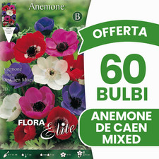 OFFERTA 60 BULBI ANEMONE DE CAEN MIX BULBS BULBES