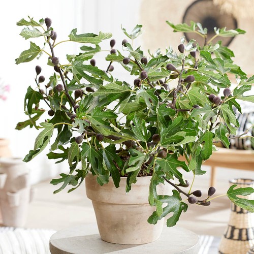Established ficus little miss - established,