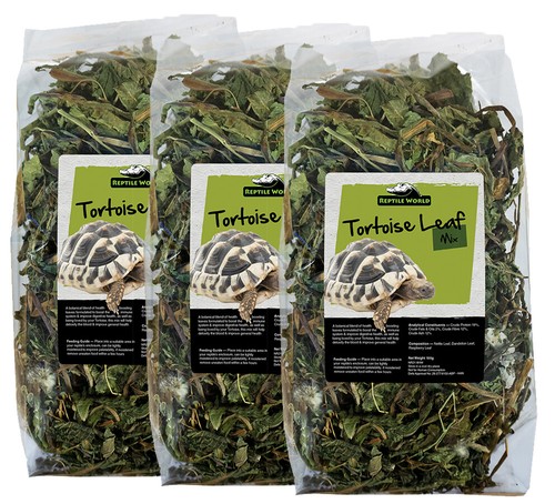 Reptile world tortoise leaf - reptile,