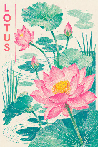 Lotus flower poster - lotus, pink