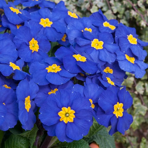 Polyanthus blue colourful - blue, |