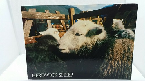 Herdwick sheep lake district - herdwick,