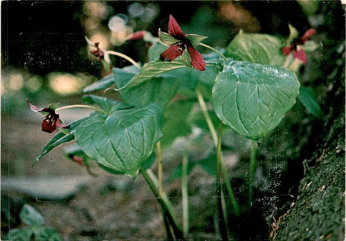 Trillium erectum wakerobin new - erectum,
