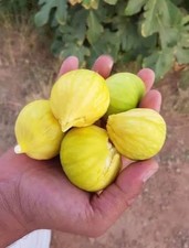 fig tree 1 cuttings uk -