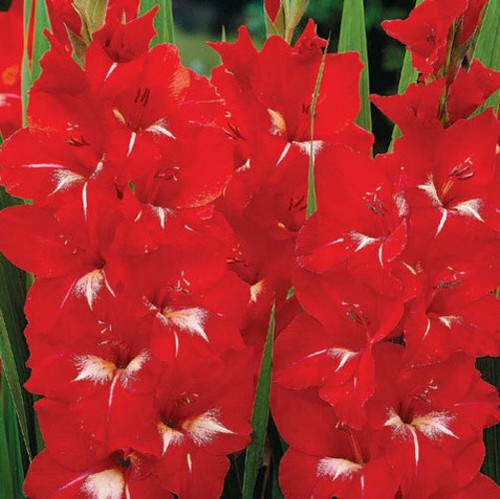 Gladioli traderhorn red - gladioli,